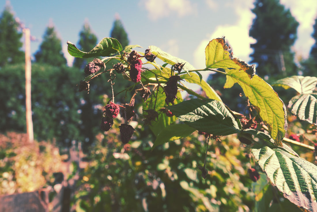 Apple Picking in Yucaipa