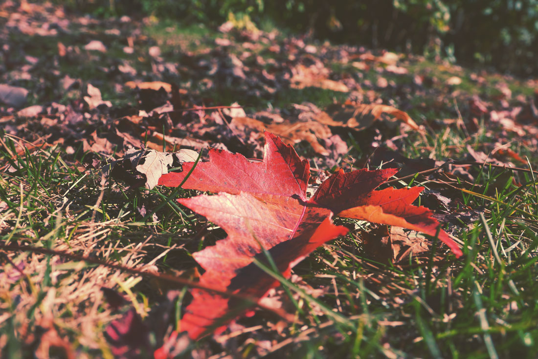 Apple Picking in Yucaipa