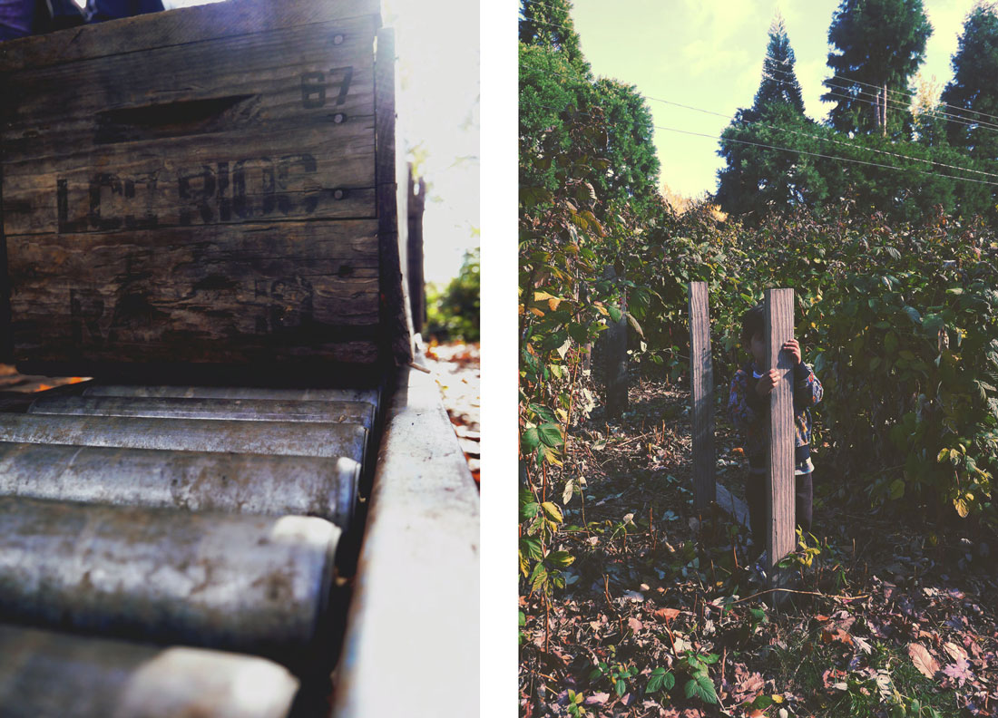 Apple Picking in Yucaipa