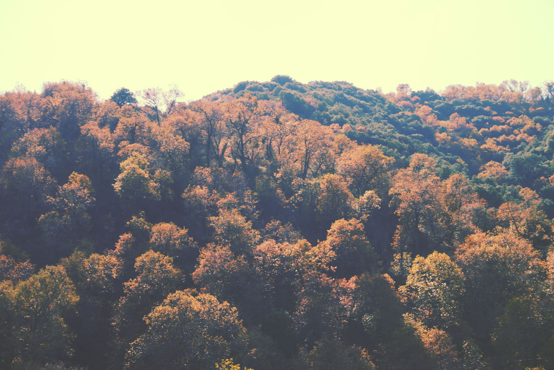 Apple Picking in Yucaipa