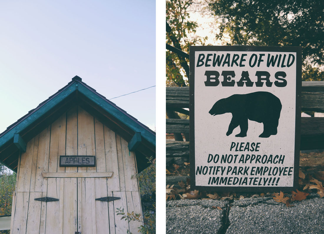 Apple Picking in Yucaipa