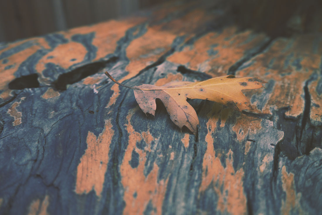 Apple Picking in Yucaipa