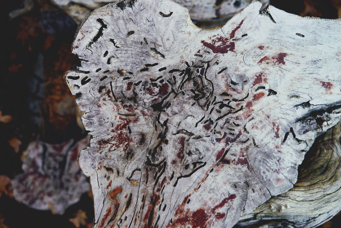 Apple Picking in Yucaipa