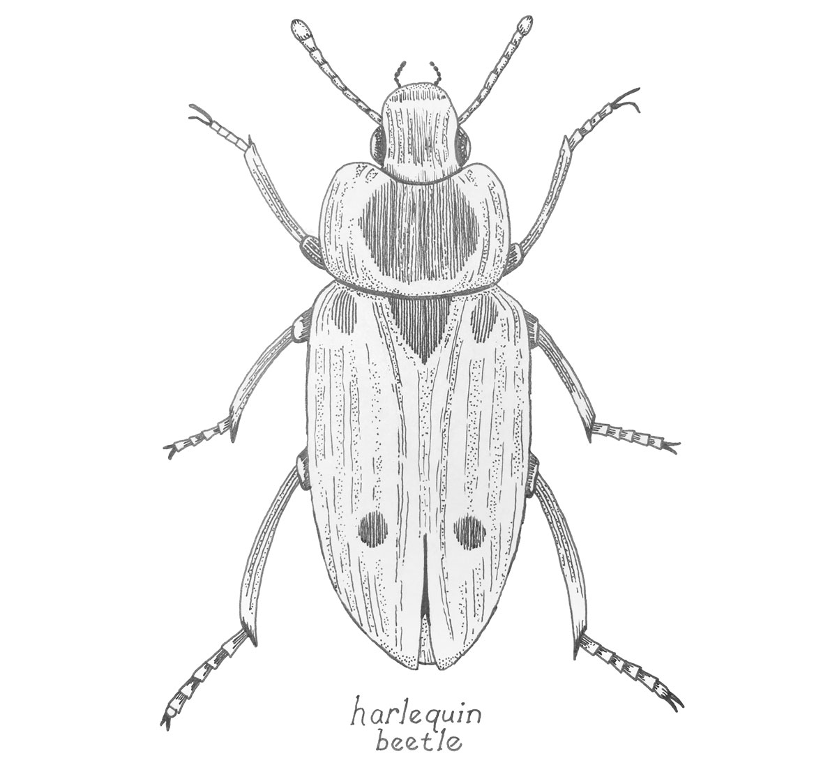 Illustrations - Insects