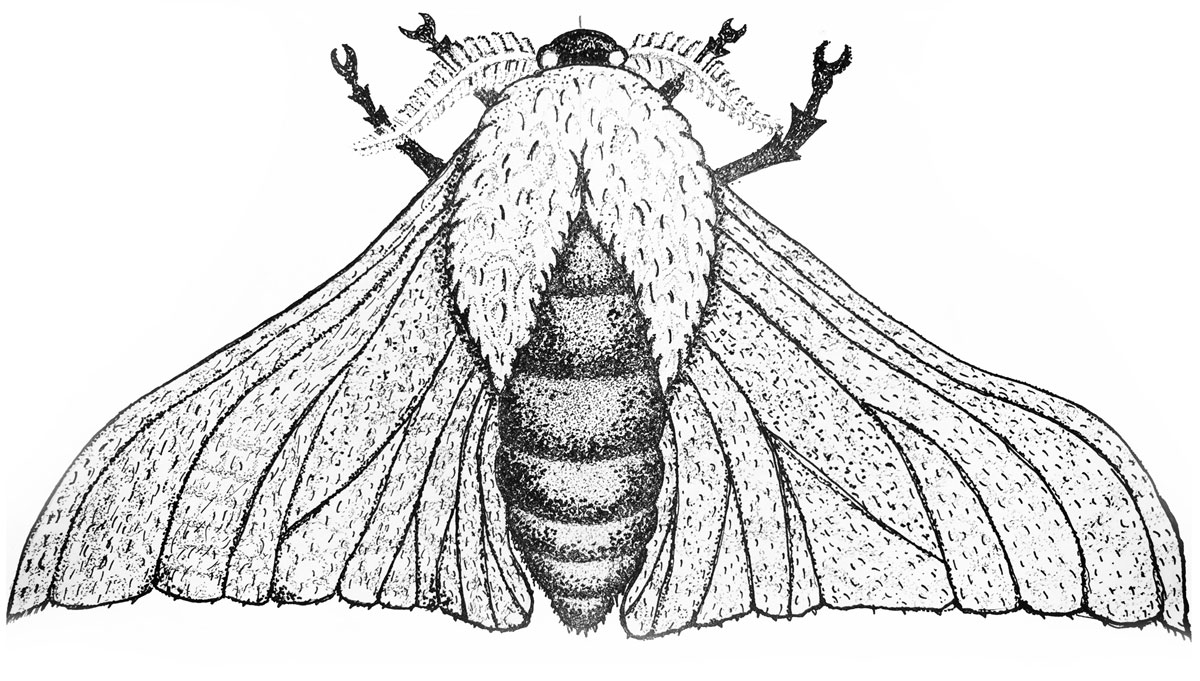 Illustrations - Insects