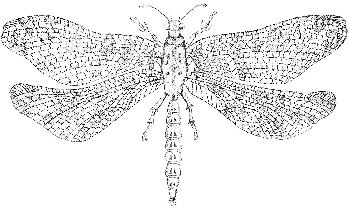 Illustrations - Insects