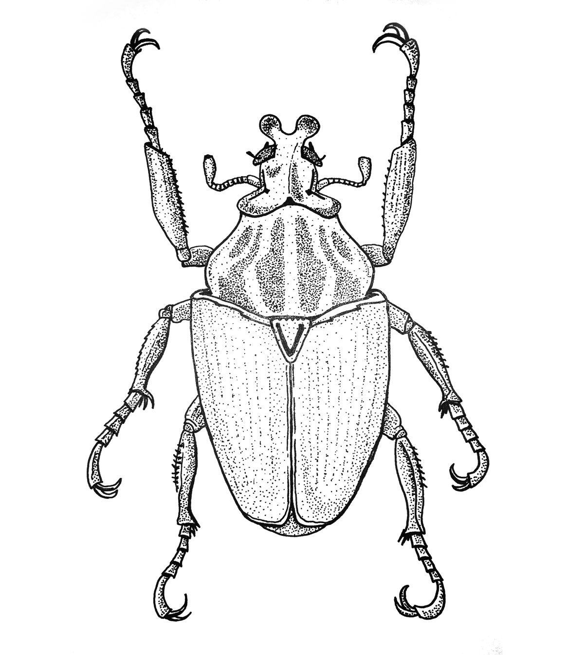 Illustrations - Insects