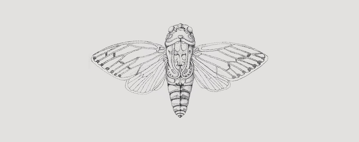 Illustrations - Insects