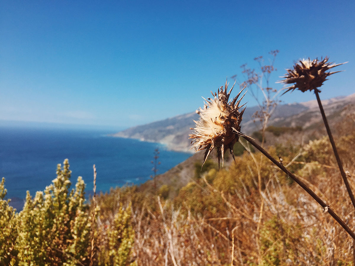 Big Sur / Los Padres National Forest
