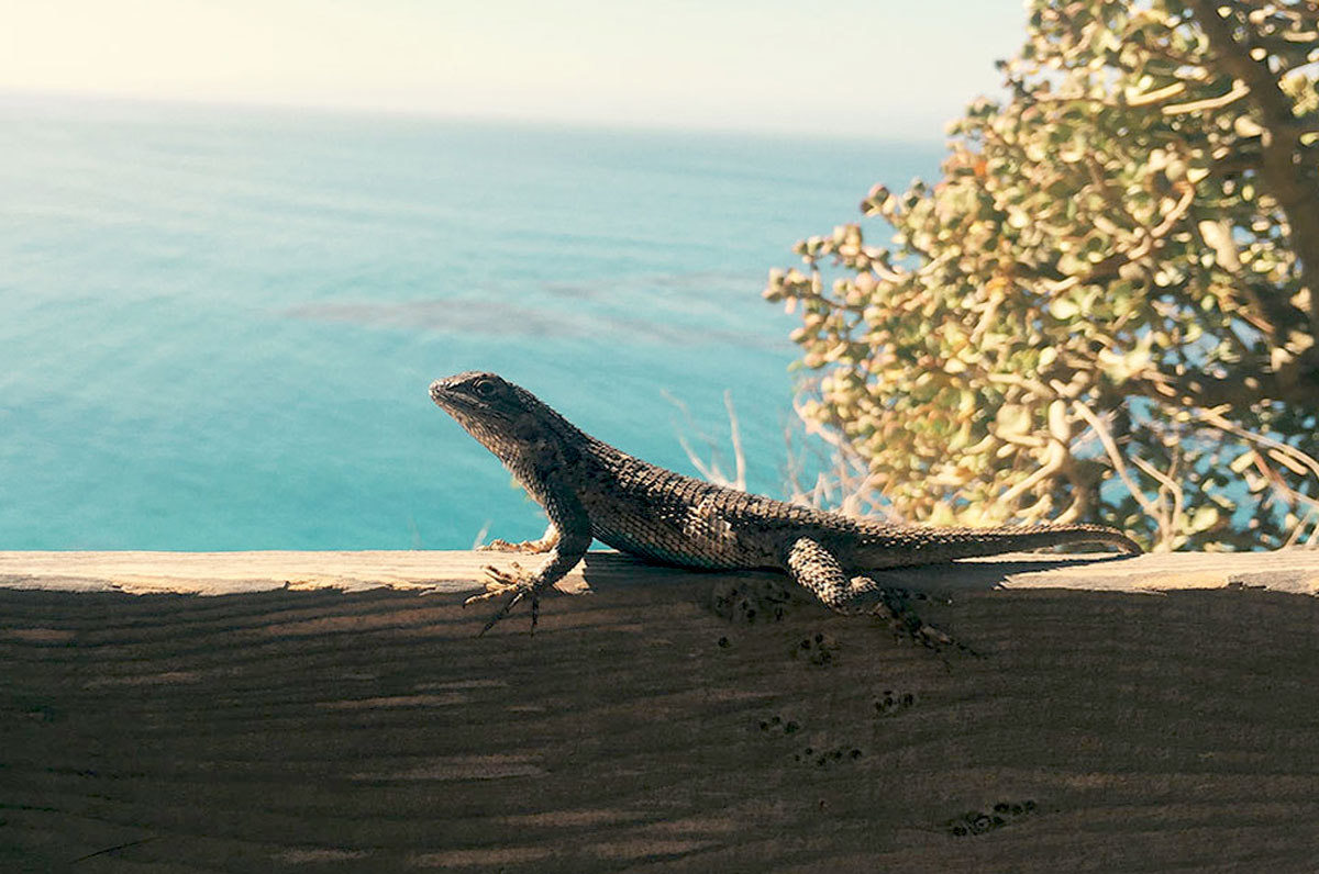 Big Sur / Los Padres National Forest