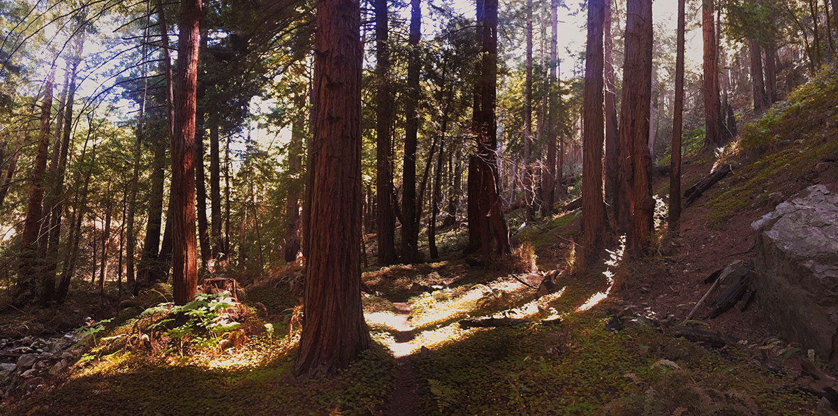 Big Sur / Los Padres National Forest