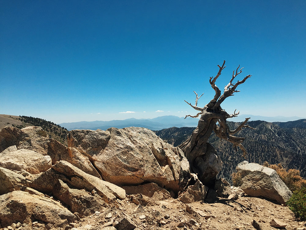 Mt. Baldy - Manker Flats Loops