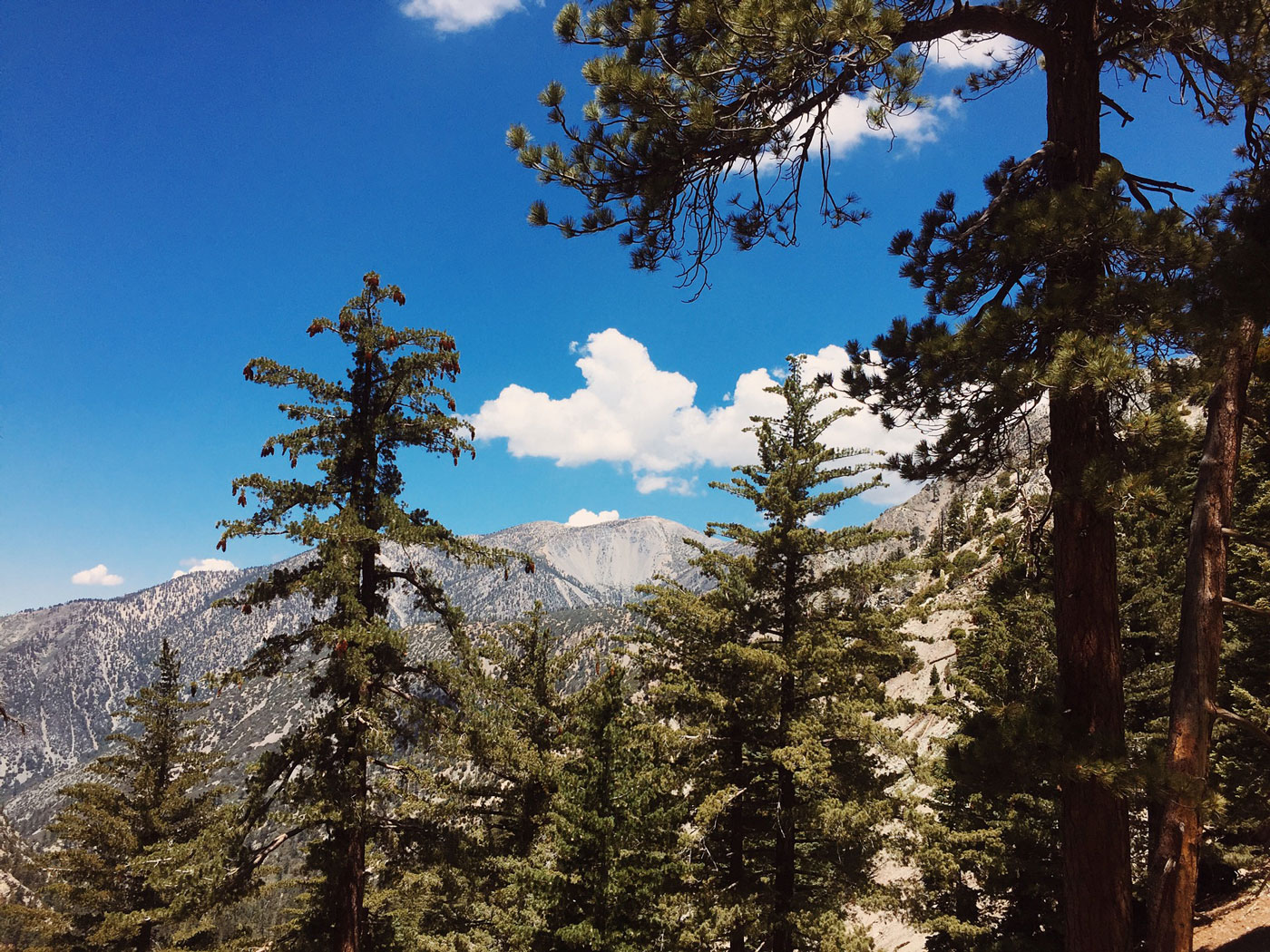 Cucamonga Peak -18mi Loop