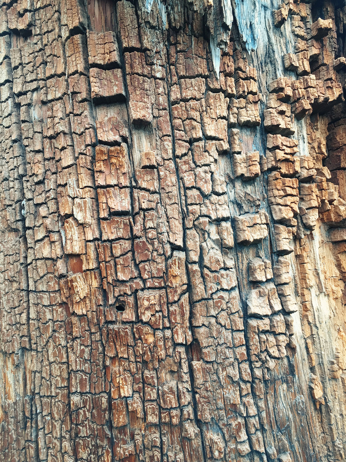 Ice House Canyon - Chapman Trail