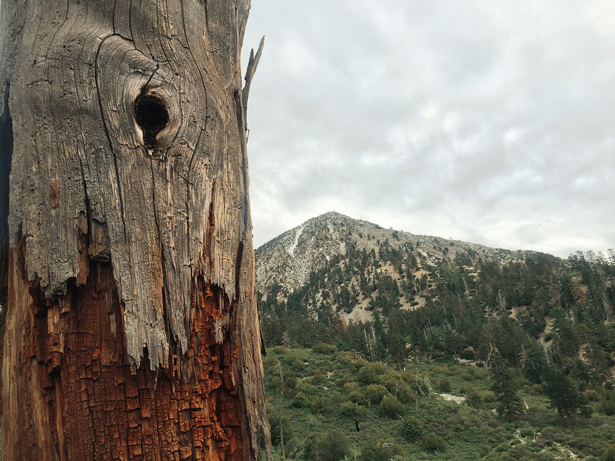 Ice House Canyon - Chapman Trail