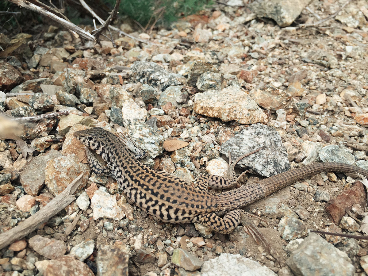 Ice House Canyon - Chapman Trail