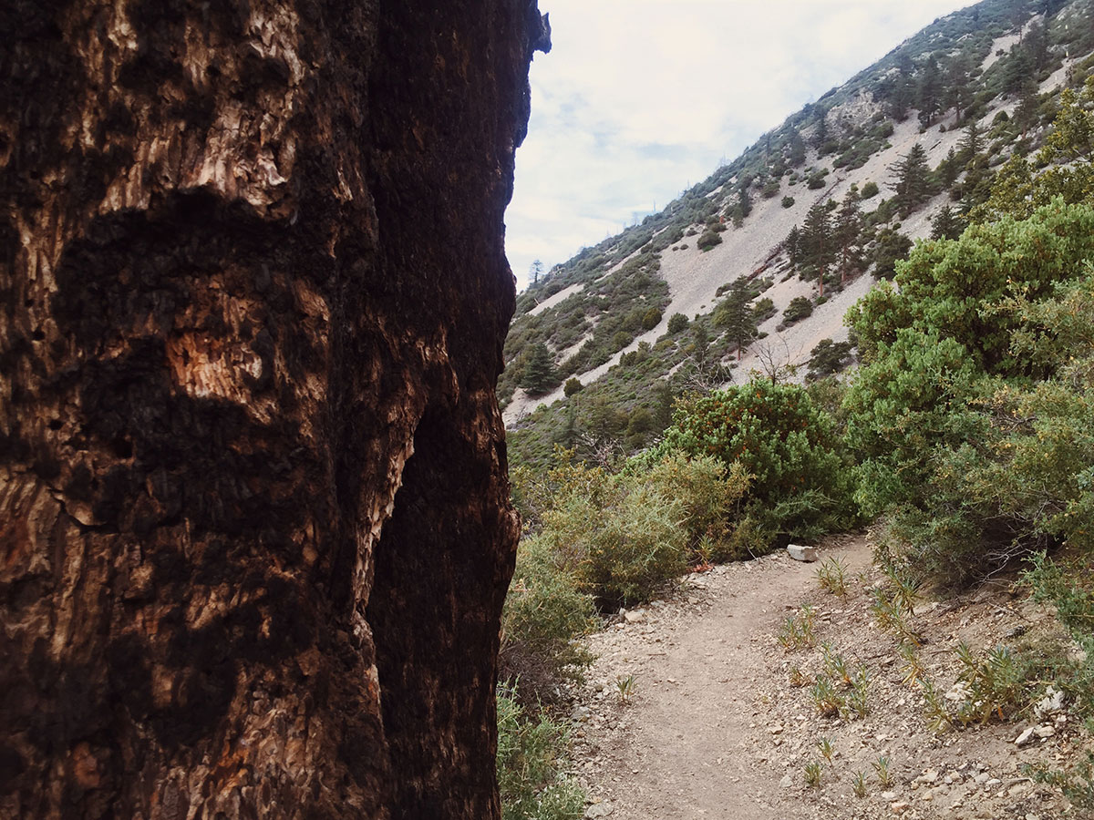 Ice House Canyon - Chapman Trail