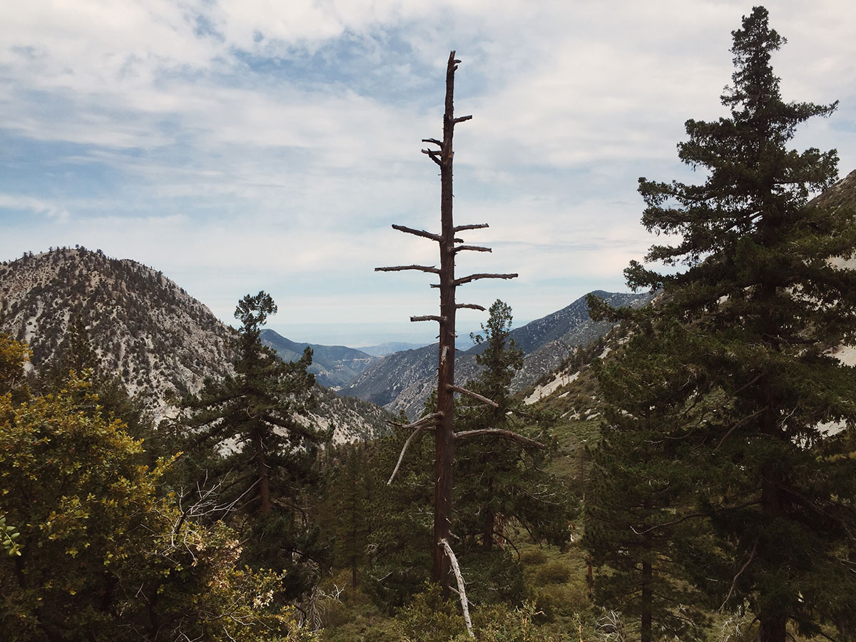 Ice House Canyon - Chapman Trail