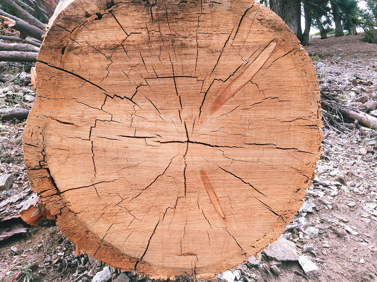 Ice House Canyon - Chapman Trail