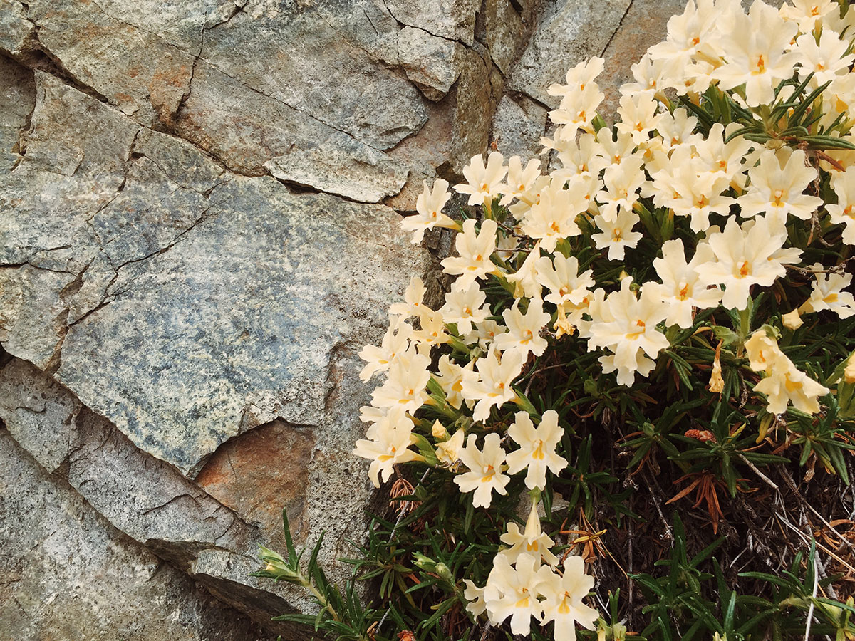Ice House Canyon - Chapman Trail