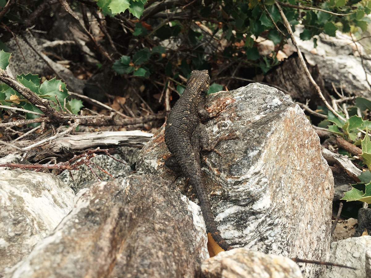 Ice House Canyon - Chapman Trail