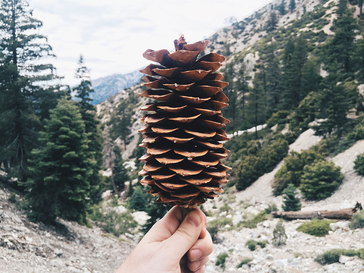 Ice House Canyon - Chapman Trail
