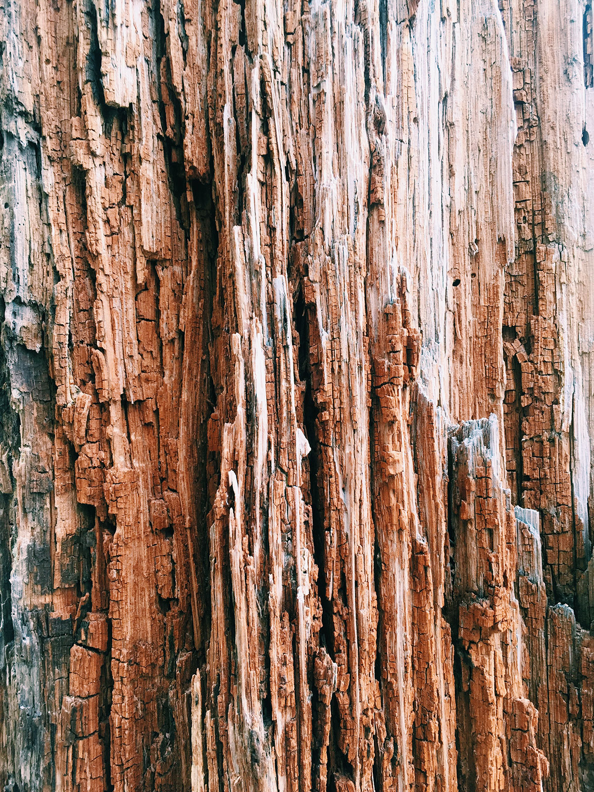 Ice House Canyon - Chapman Trail