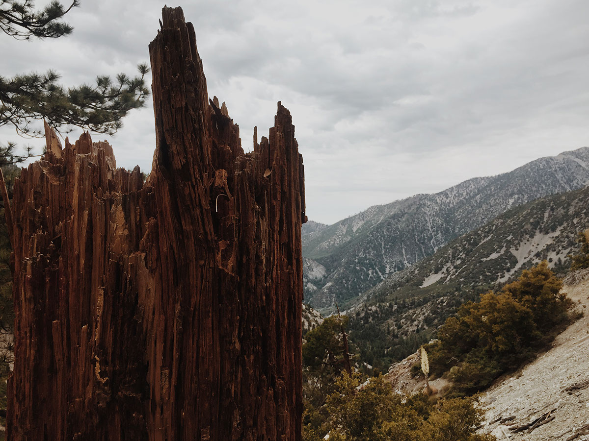 Ice House Canyon - Chapman Trail