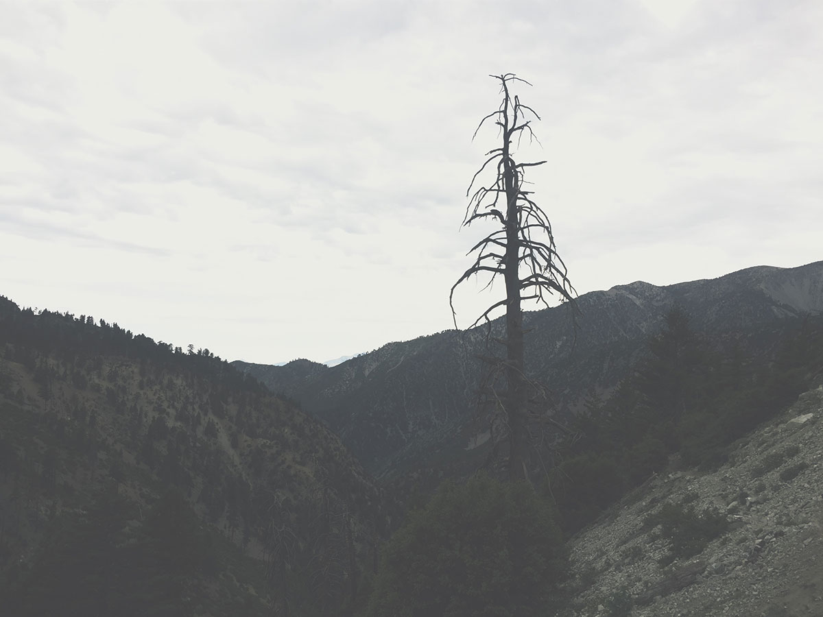 Ice House Canyon - Chapman Trail