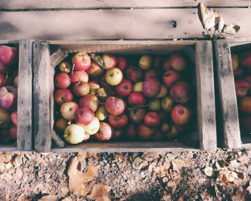 Apple Picking in Yucaipa