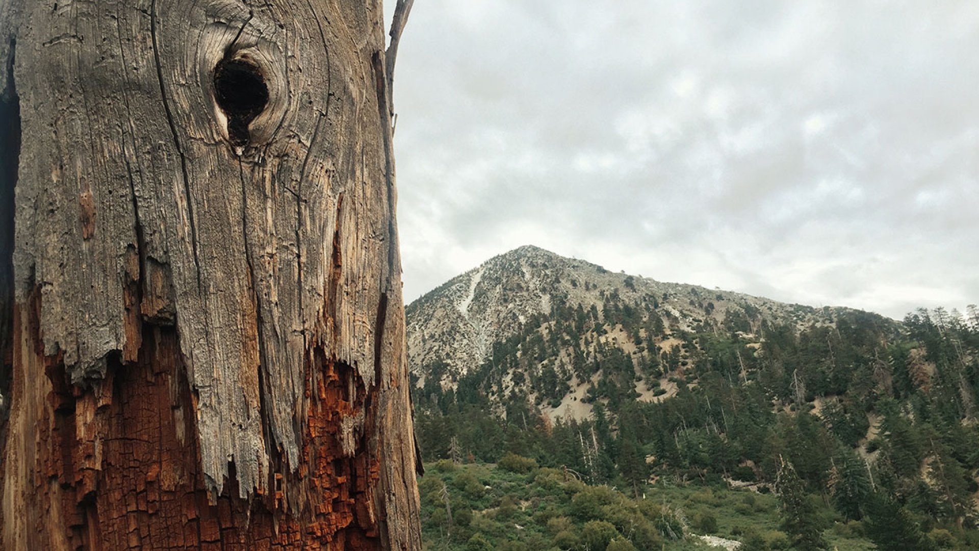 Ice House Canyon - Chapman Trail