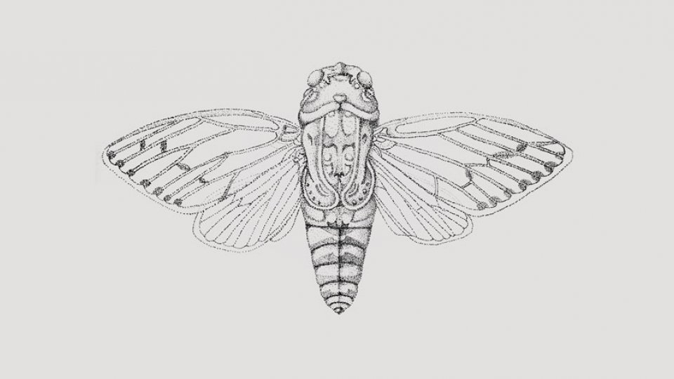 Illustrations - Insects